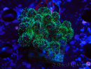 WYSIWYG Pocillopora damicormis Oro insano