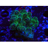 WYSIWYG Pocillopora damicormis Oro folle