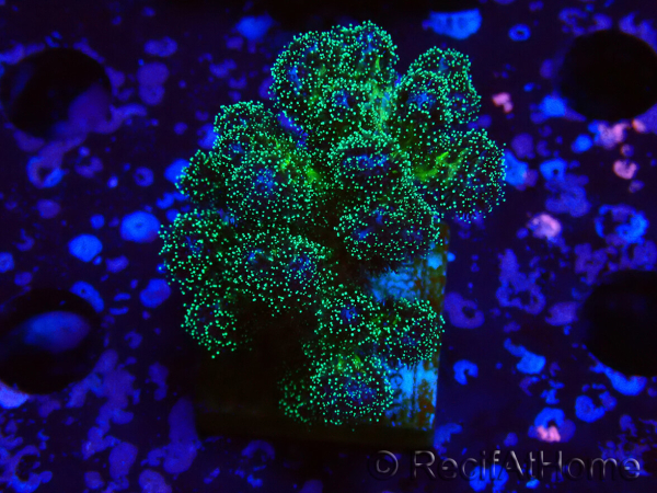 WYSIWYG Pocillopora damicormis Gold insane