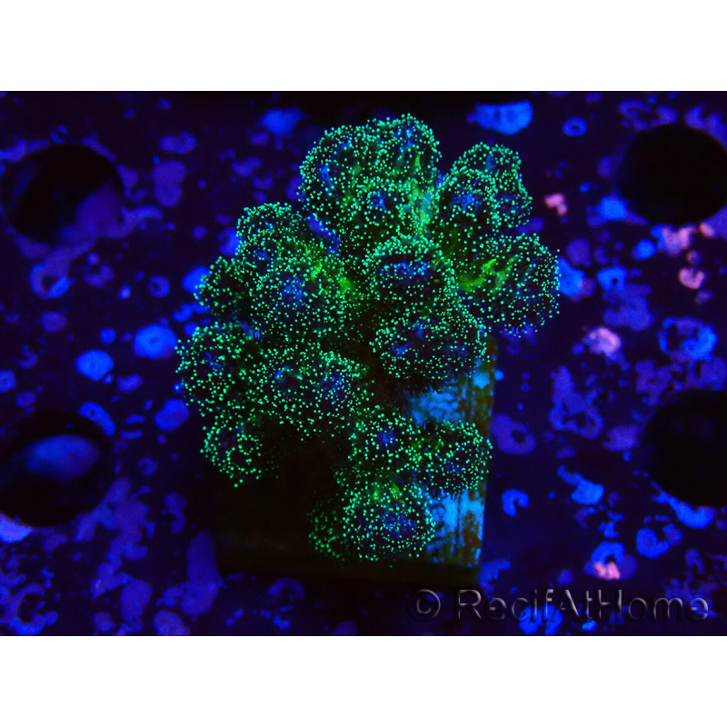WYSIWYG Pocillopora damicormis Gold insane