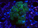 WYSIWYG Pocillopora damicormis Gold insane 1D3