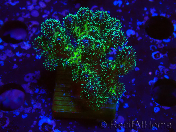 WYSIWYG Pocillopora damicormis Gold insane
