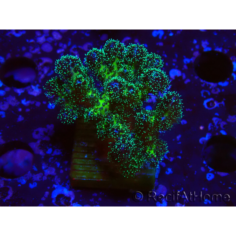 WYSIWYG Pocillopora damicormis Gold insane