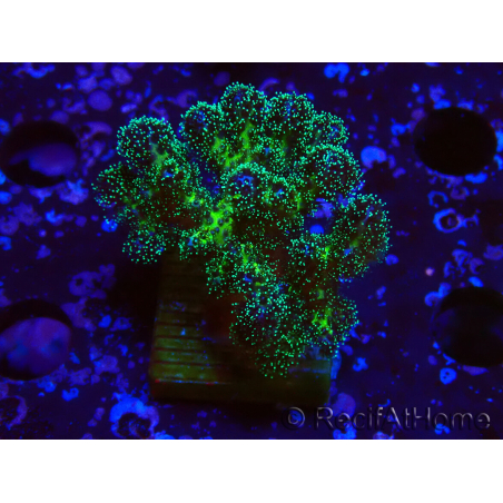 WYSIWYG Pocillopora damicormis Oro insano