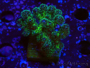 WYSIWYG Pocillopora damicormis Gold insane
