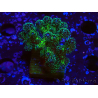 WYSIWYG Pocillopora damicornis Gold insane