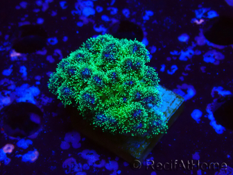 WYSIWYG Pocillopora damicornis tricolor 1E1