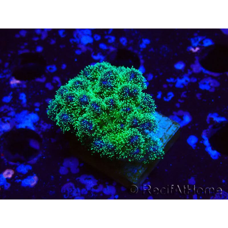 WYSIWYG Pocillopora damicornis tricolor