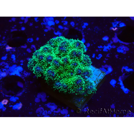 WYSIWYG Pocillopora damicornis tricolor