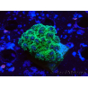 WYSIWYG Pocillopora damicornis tricolor