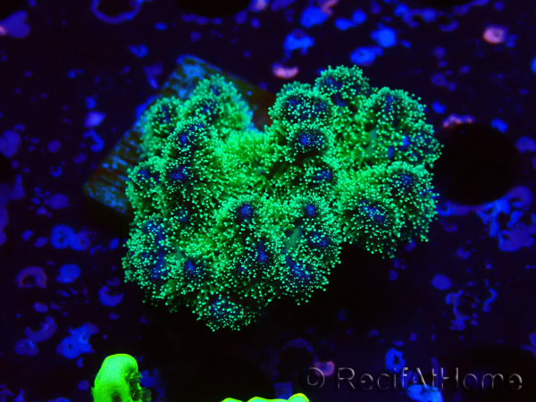 WYSIWYG Pocillopora damicormis tricolor