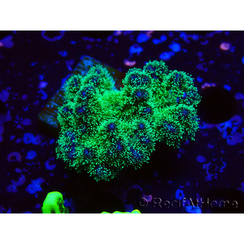 WYSIWYG Pocillopora damicornis tricolor