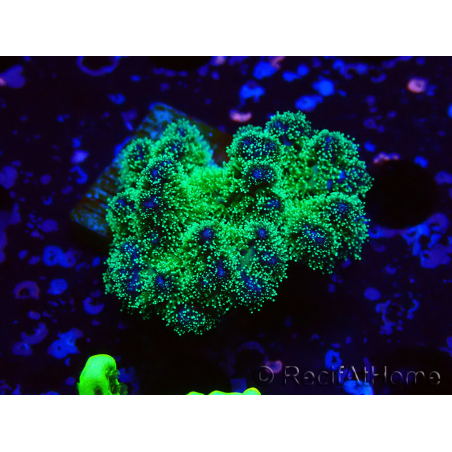 WYSIWYG Pocillopora damicornis tricolor