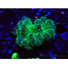 WYSIWYG Pocillopora damicormis tricolor