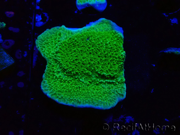 WYSIWYG Montipora Plateau Jaune/Vert