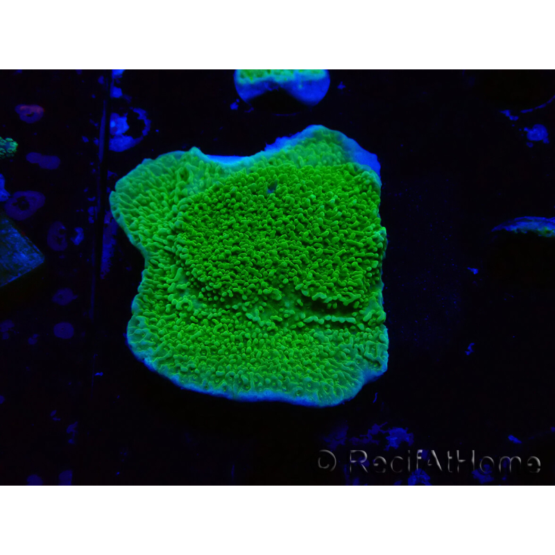 WYSIWYG Montipora Plateaugelb/grün
