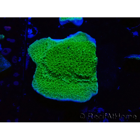 WYSIWYG Montipora Plateau Jaune/Vert