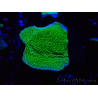 WYSIWYG Montipora Plateau Jaune/Vert