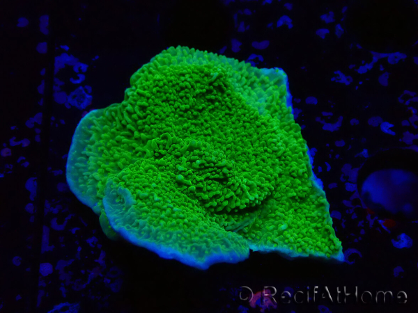 WYSIWYG Montipora Piatto Giallo/Verde