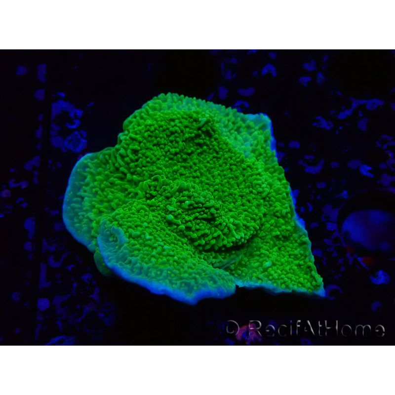 WYSIWYG Montipora Meseta Amarillo/Verde