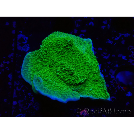 WYSIWYG Montipora Platte Gelb/Grün
