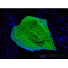 WYSIWYG Montipora Piatto Giallo/Verde