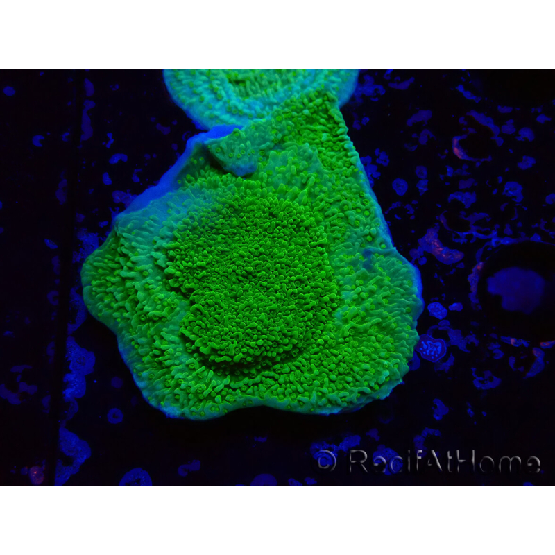 WYSIWYG Montipora Plateau Jaune/Vert 1G6