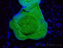 WYSIWYG Montipora Piatto Giallo/Verde