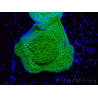 WYSIWYG Yellow/Green Montipora Plateau