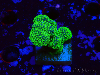 WYSIWYG Stylophora Rose polypes vert fluo
