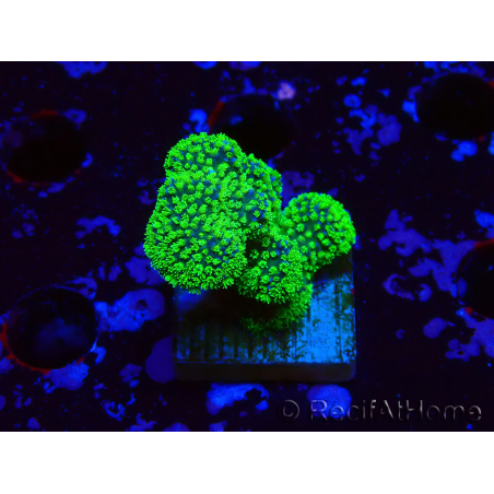 WYSIWYG Stylophora Rose polypes vert fluo