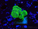 WYSIWYG Stylophora Rose polypes vert fluo
