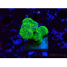 WYSIWYG Stylophora Rose polypes vert fluo