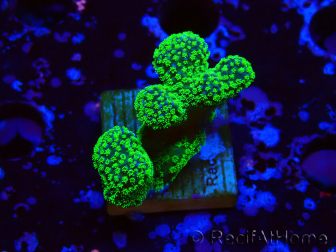 WYSIWYG Stylophora Rose polypes vert fluo