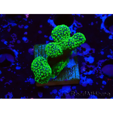 WYSIWYG Stylophora Rose polypes vert fluo