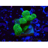 WYSIWYG Stylophora Rose fluoreszierend grüne Polypen