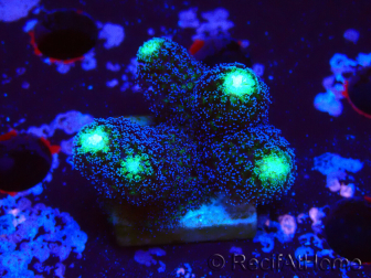 WYSIWYG Stylophora milka 1I1
