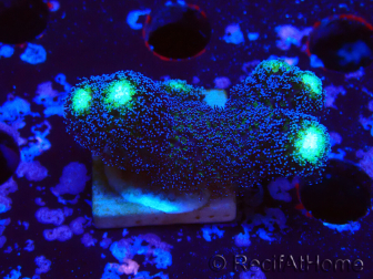 WYSIWYG Stylophora milka
