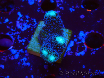 WYSIWYG Stylophora milka