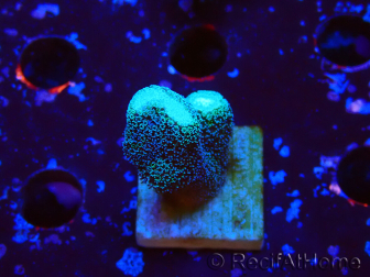 WYSIWYG Stylophora milka