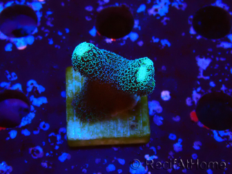 WYSIWYG Stylophora milka 1I5
