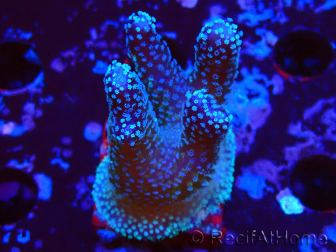 WYSIWYG Stylophora Polipi Blu Rosa