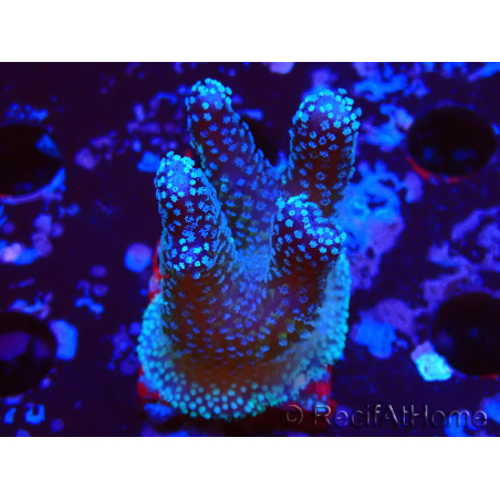WYSIWYG Stylophora Polipi Blu Rosa