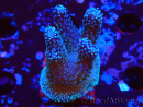 WYSIWYG Stylophora Polipi Blu Rosa