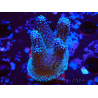 WYSIWYG Stylophora Polipi Blu Rosa