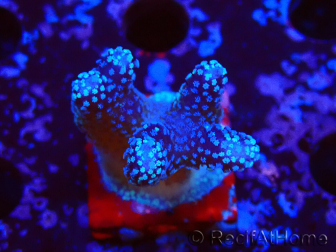 WYSIWYG Stylophora Polipos Rosa Azul