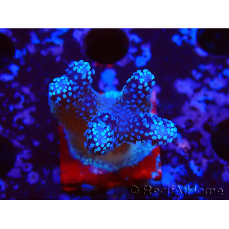 WYSIWYG Stylophora Polipos Rosa Azul