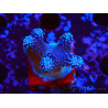 WYSIWYG Stylophora Pink Blue Polyps