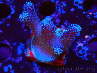 WYSIWYG Stylophora Pink Blue Polyps