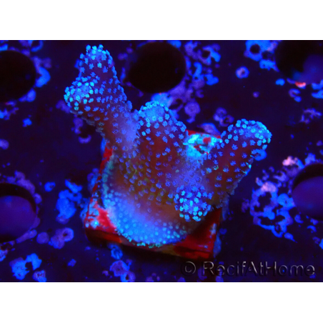 WYSIWYG Stylophora Pink Blue Polyps